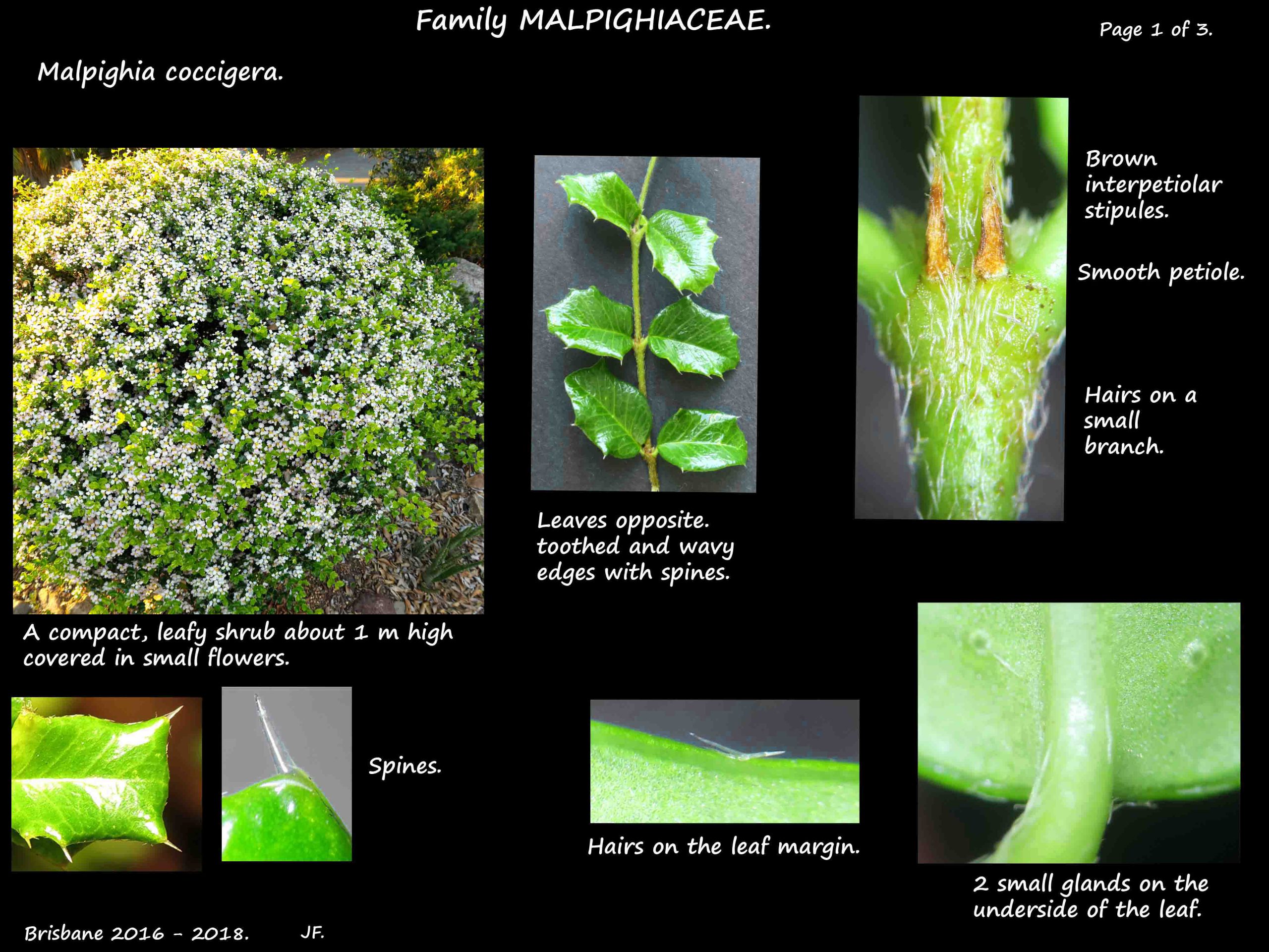 1 Dwarf Holly shrub & leaves